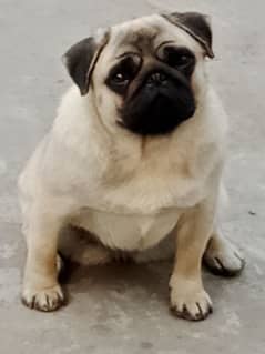 KCP Pedegree female pug 10 months