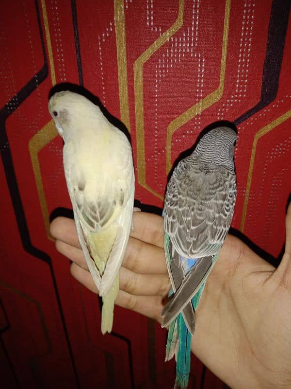 hand tame parrot 1