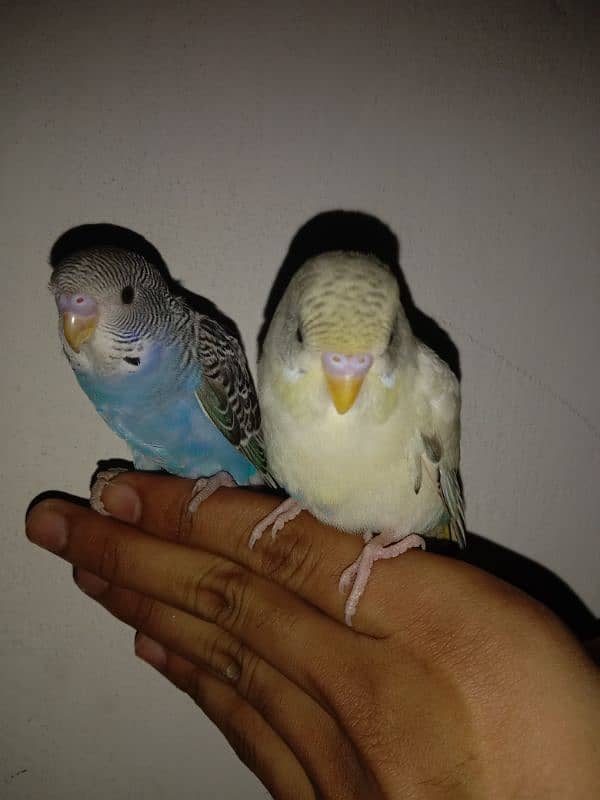 hand tame parrot 2