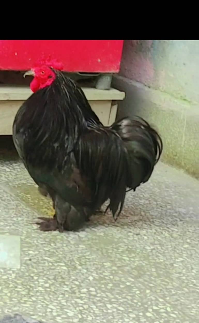 Beautiful hen 0