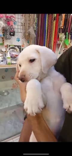 Americian labrador White coat puppy