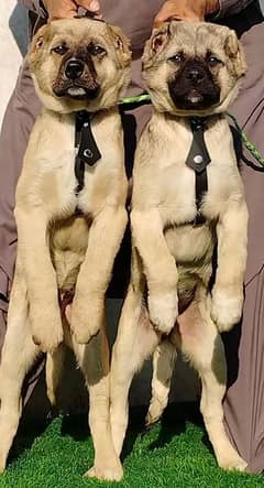 pure afghan Kuchi pair full security Dog contact number