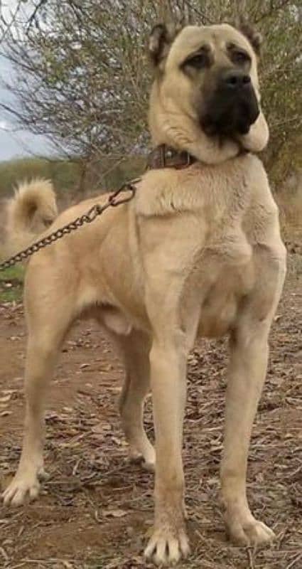 Afghan Kuchi Pair | Afghan Kuchi Puppies | security Dog For Sale 2