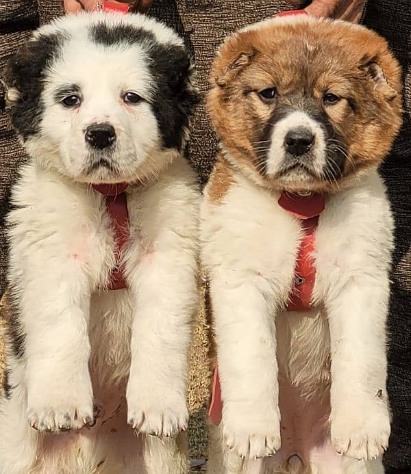 Afghan Kuchi Pair | Afghan Kuchi Puppies | security Dog For Sale 3