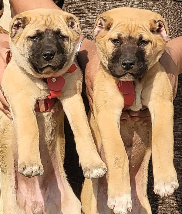 Afghan Kuchi Pair | Afghan Kuchi Puppies | security Dog For Sale 4