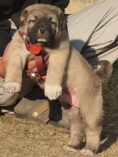 Kurdish kangal dog' male age 2 month havey bone for sale