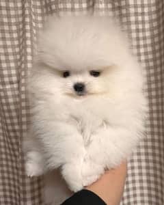 tea cup pomeranian puppies available for sale