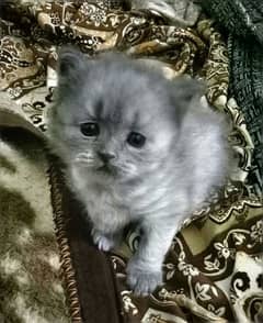 PERSIAN KITTEN FOR SALE