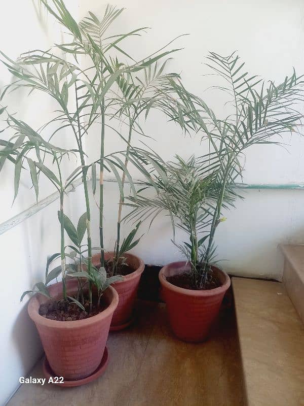 Bamboo palm & money plant 0