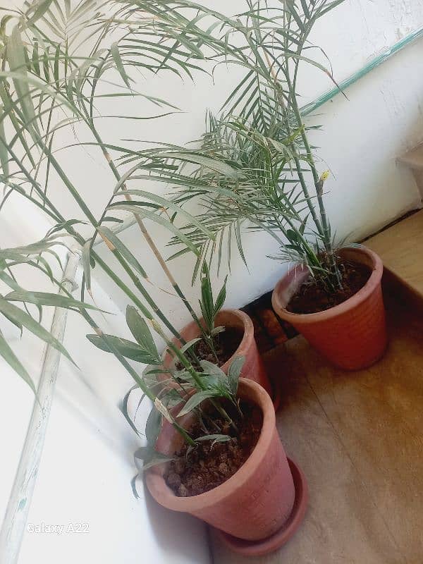 Bamboo palm & money plant 1