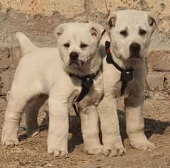 alabai dog's pair male female age 2 month havey bone for sale