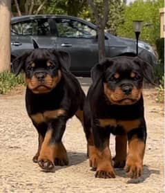 german pure rottweiler pedigree puppies available for sale