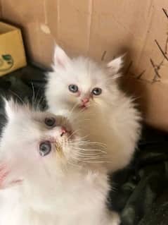 Persion Kittens Looking For New Home