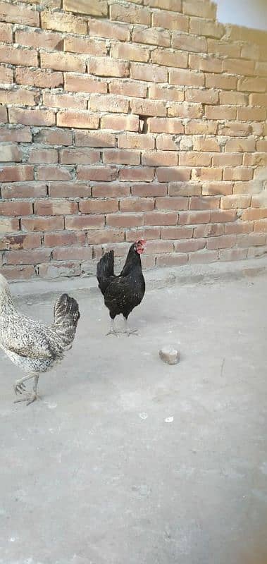 egg laying golden misri females 0