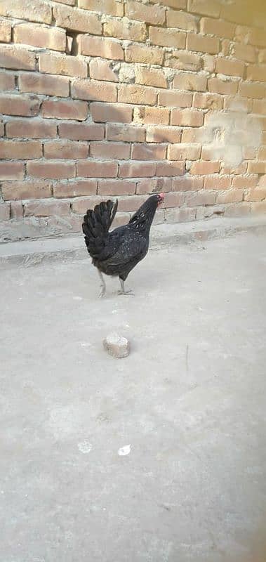 egg laying golden misri females 1