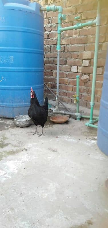 egg laying golden misri females 2