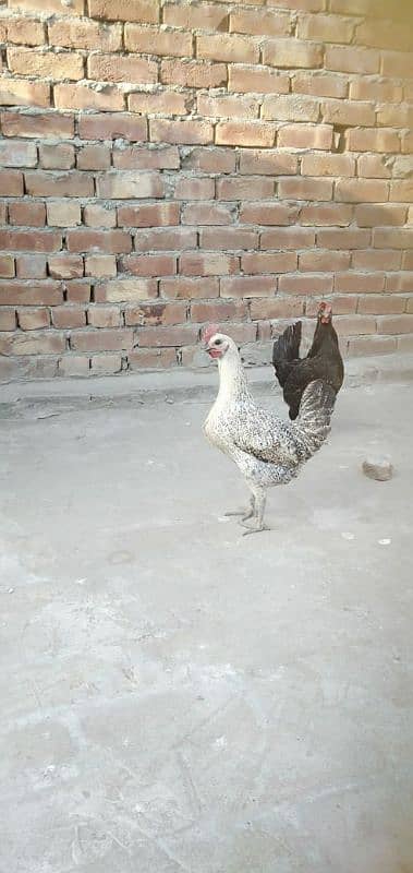 egg laying golden misri females 3