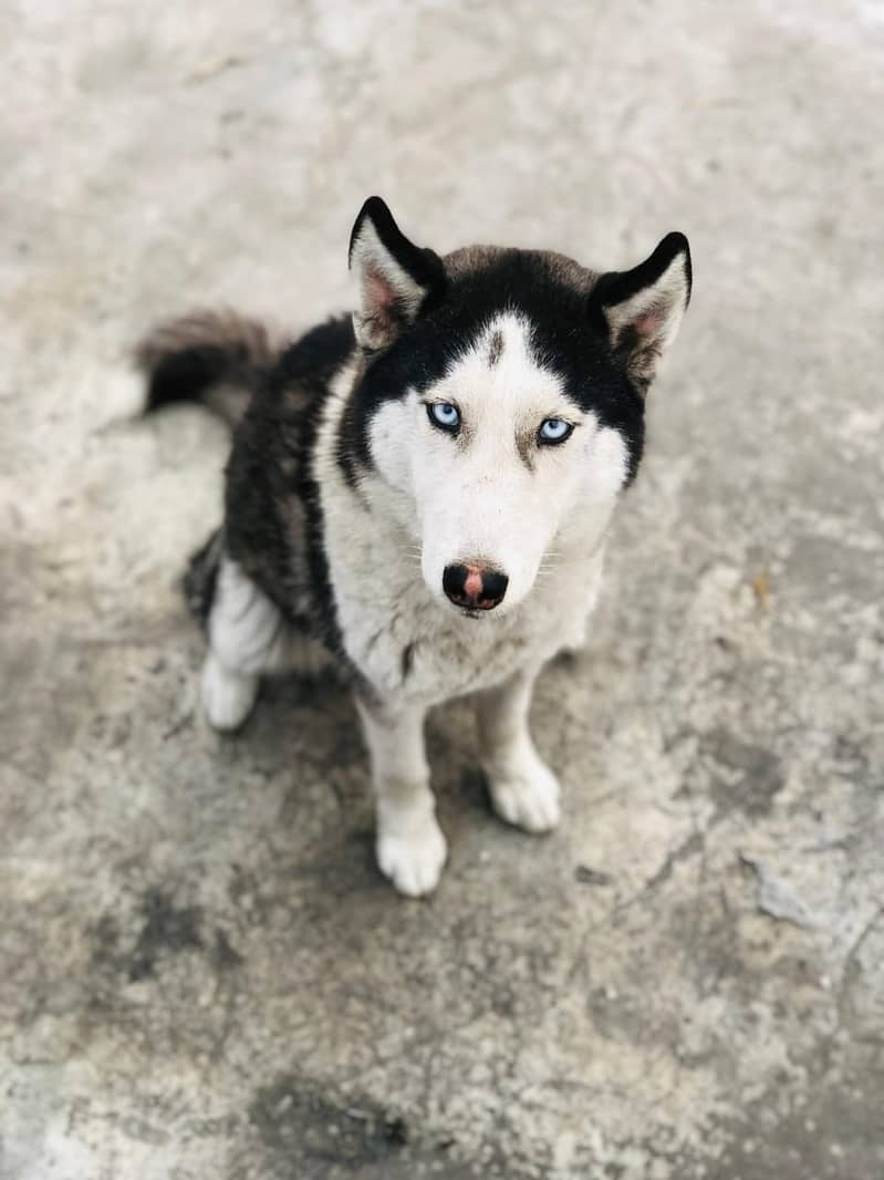 03204840878 Healthy female husky. . . Loveing and play full dog 0