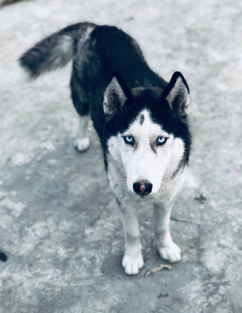 03204840878 Healthy female husky. . . Loveing and play full dog 2