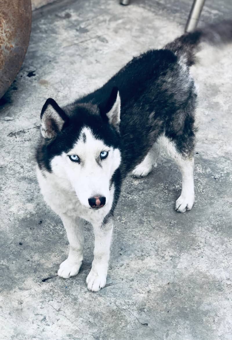 03204840878 Healthy female husky. . . Loveing and play full dog 3