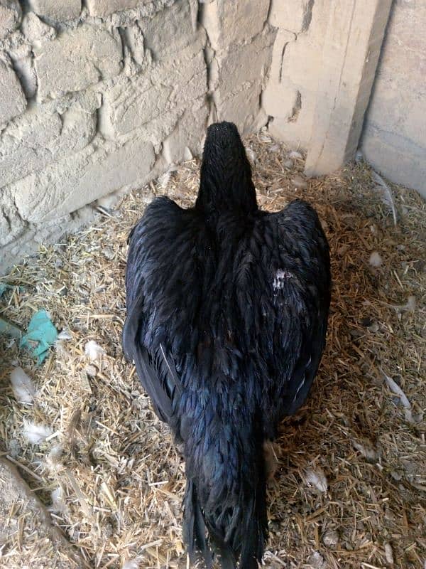 black breeder mushka female for sale 2