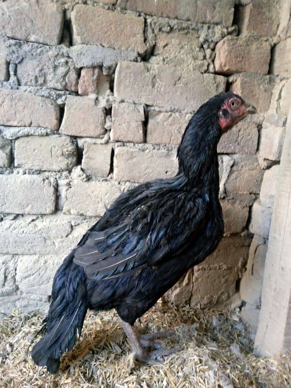 black breeder mushka female for sale 3