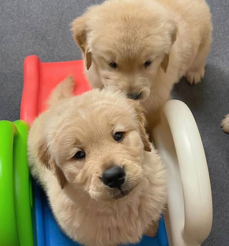 american pure golden retriever puppies are available for sale 2