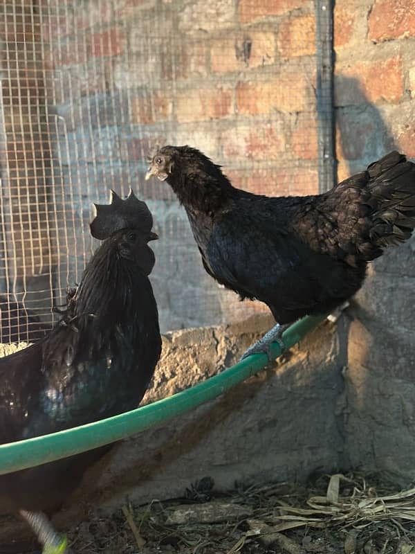 desi misri chicks ayam cemani chick 10