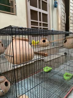 Parrots with cage