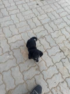 female labrador puppy