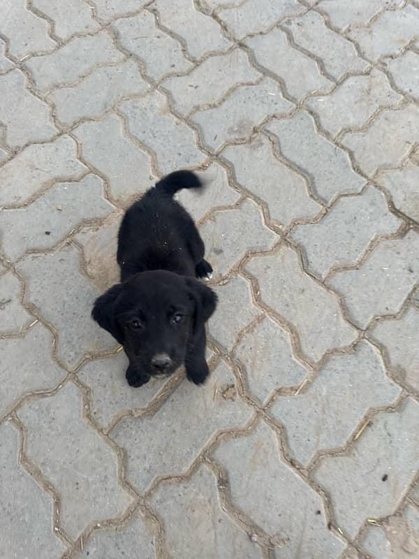 female labrador puppy 1