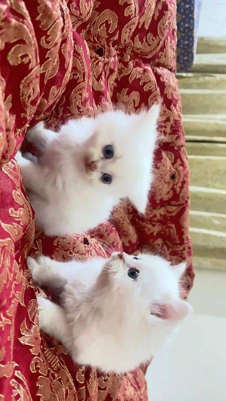 Persian kittens pair/white cat/triple coated/cute kitty/ high quality 2