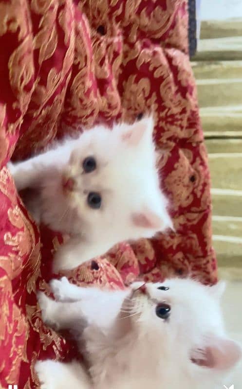 Persian kittens pair/white cat/triple coated/cute kitty/ high quality 3