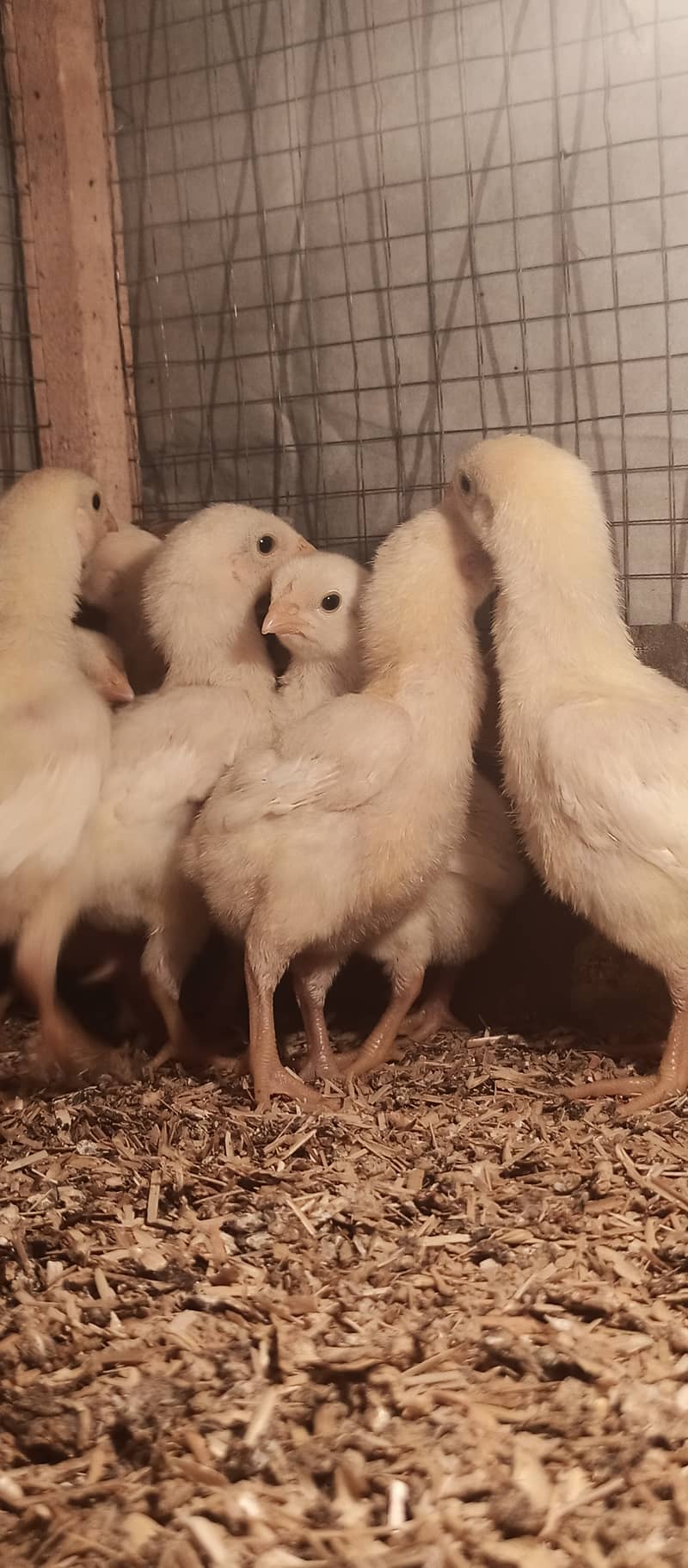 White O Shamo / shamo / chicks / hens / aseel / fancy / murga / birds 8