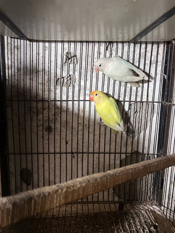 love birds 2