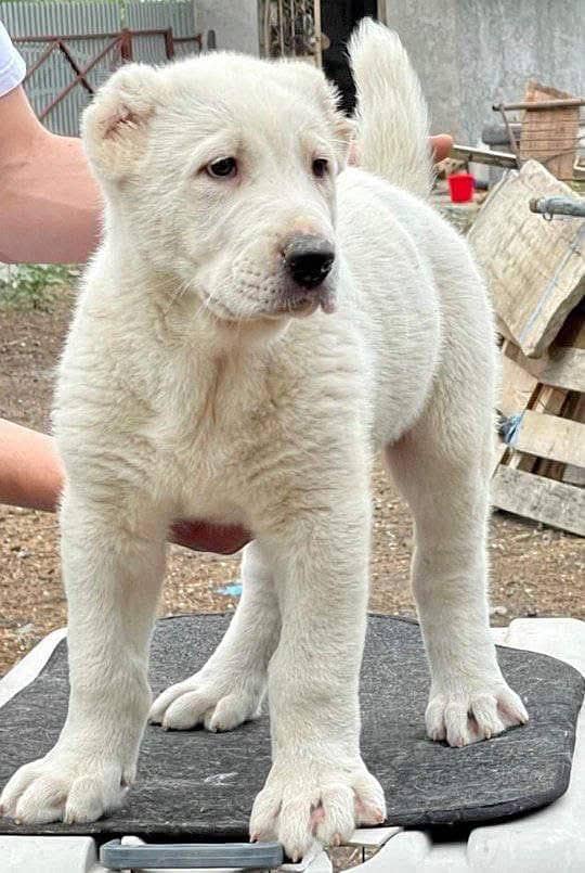 central asian shepherd alabai puppy available in pakistan for sale 1