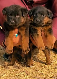 German Shepherd double coat male female Jodi for sale