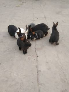 rabits for sale