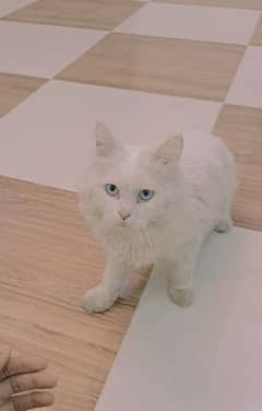 Persian cat blue eyes for contact 03077307854