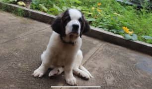 st bernard impoterd pedigree puppy available for sale