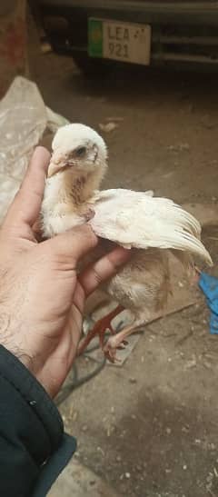 Heera Chicks