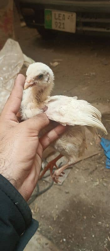 Heera Chicks 0