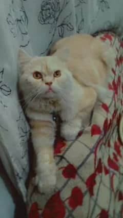 Persian male cat for sale