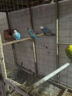 Australian budgies are for sale 3 to 4 pairs