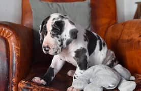 great dane huge size extra big height both available here