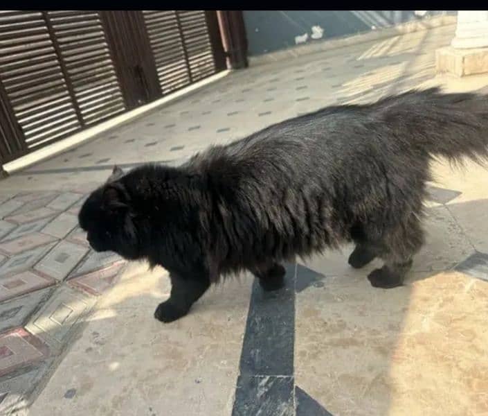 pure Persian black male cat fully hair healthy taim. argent sel. . 0