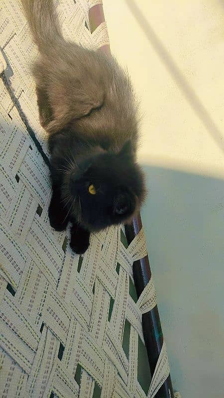 pure Persian black male cat fully hair healthy taim. argent sel. . 2