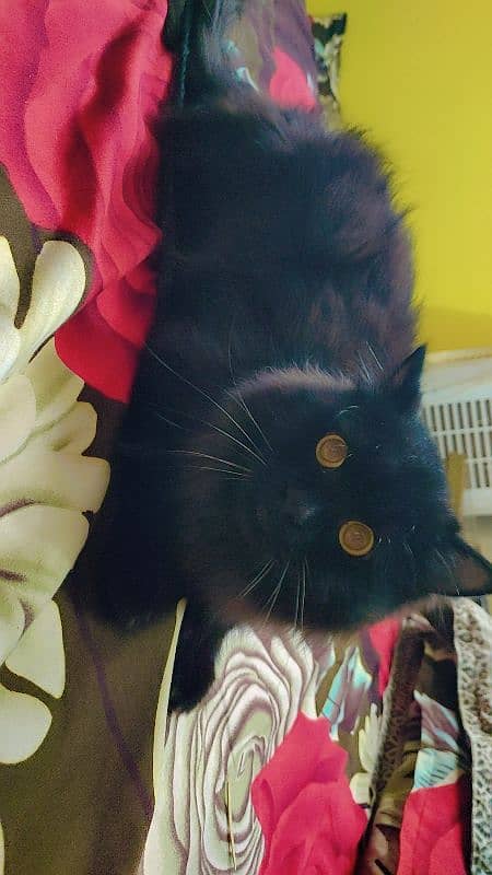 pure Persian black male cat fully hair healthy taim. argent sel. . 3