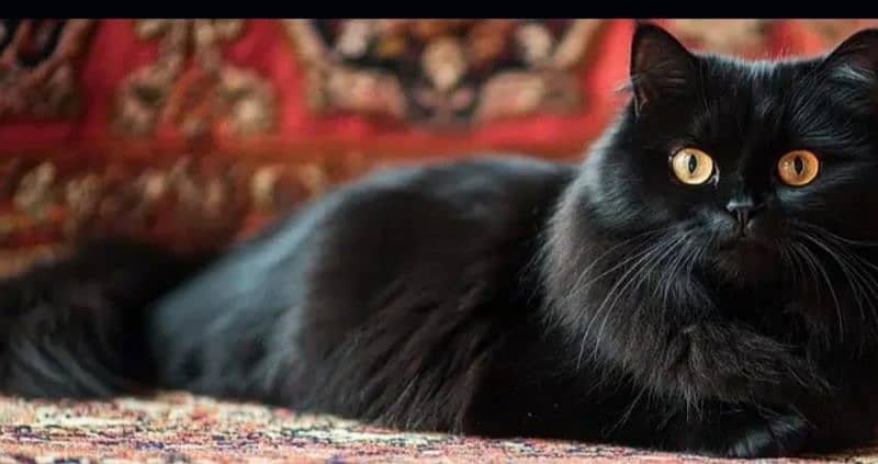 pure Persian black male cat fully hair healthy taim. argent sel. . 4