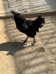 Ayam Cemani Male